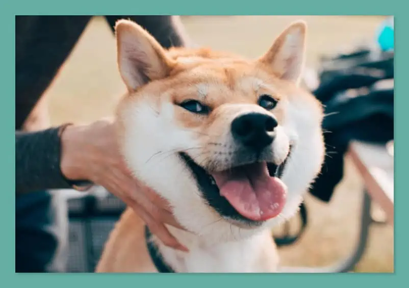 Shiba Website